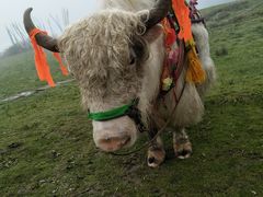 -硗碛藏寨·神木垒景区