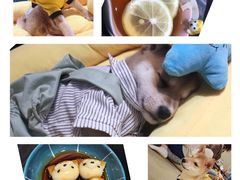 -逗柴咖啡屋·狗咖猫咖宠物桌游
