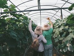 -马陆小张葡萄园农家乐