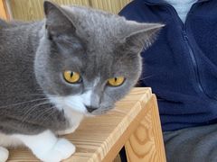 -Catmate·猫肥家润(金润铂宫店)