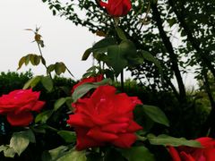 -中国中医科学院望京医院(院本部)