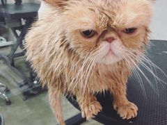 -PETKIT 小佩宠物·低压洗护·美容·寄养(安远店)