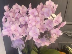 -花里花店(唐镇阳光天地店)