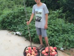 -小慧大桃观光采摘园