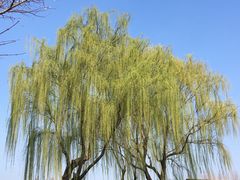 -青枫公园