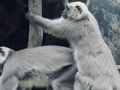 -上海野生动物园