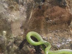 -正佳雨林生态植物园