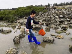 -红树林天天赶海