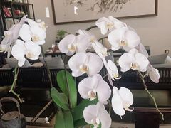 -麦舍MaiMassage(张杨路店)