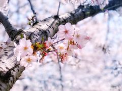 -顾村公园