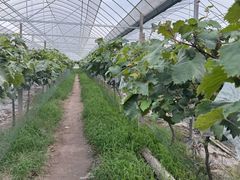 -马陆小张葡萄园农家乐