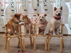 -柴迷FANS CLUB·柴犬狗咖·猫咖