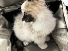 -东日国际动物医院·CT·心脏专科(桃源分院)