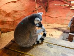 -Zoolung Zoolung动物主题公园(海信广场店)