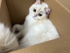 -东方名猫馆·英短金渐层布偶猫舍(环线广场1号楼店)