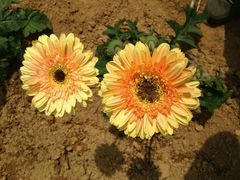 -松山湖梦幻百花洲
