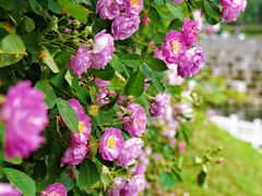 -天鹅湖体育公园