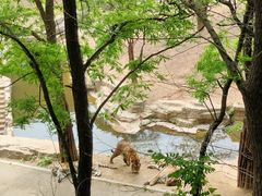 -大连森林动物园