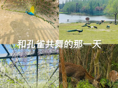 -东平国家森林公园