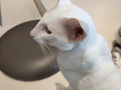 -飞行喵MR PILOT|猫舍·猫咖(静安大融城店)