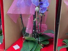 -盒马X会员店(王府井奥莱UP TOWN店)