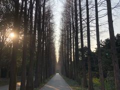 -上海滨江森林公园