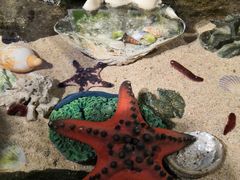 -悉尼海洋生物水族馆