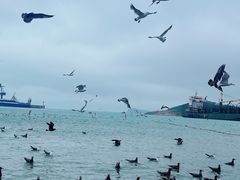 -海驴岛(荣成市)