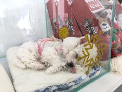 -BABYDOG宝贝狗宠物乐园(欧洲城店)
