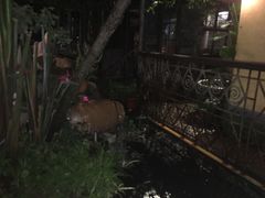 -爪哇空气酒吧