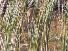 -盐城丹顶鹤湿地生态旅游区