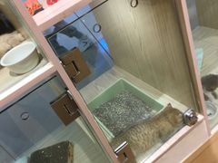 -屋虎猫馆(宝安大仟里店)
