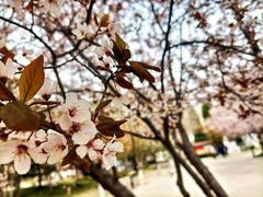 -石家庄市植物园