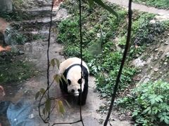 -成都动物园