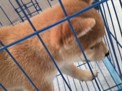 -瑞鹏宠物医院·超声·骨科·奇麟分院(蜀都万达店)