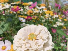 -亚龙湾国际玫瑰谷