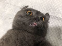 -灵美宠物诊所