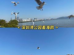 -深圳湾公园(南山区)