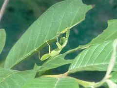 -上海大自然野生昆虫馆