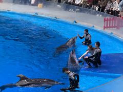 -海合安成都极地海洋公园