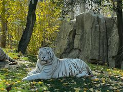 -北京野生动物园