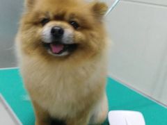 -北京观赏动物医院·24小时大型综合·猫专科·异宠专科