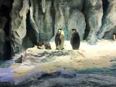 -帝企鹅自助餐厅•儿童岛•真企鹅(长隆企鹅酒店)