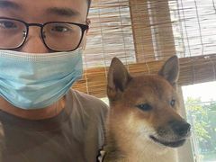 -南京Hallo宠物乐园·哈罗犬舍·柴犬繁育基地