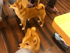 -豆柴町-柴犬主题狗咖(红鼎国际C座店)
