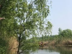 -微山湖红荷湿地景区