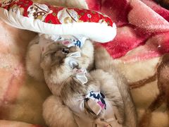 -关爱宠物医院·猫科中心·消化科(滨湖万达分院)