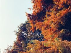 -新虹桥中心花园