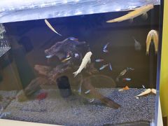 -猫十亿·布偶金渐层·曼基康矮脚猫舍(青年路店)