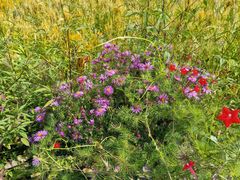 -紫海香堤香草艺术庄园